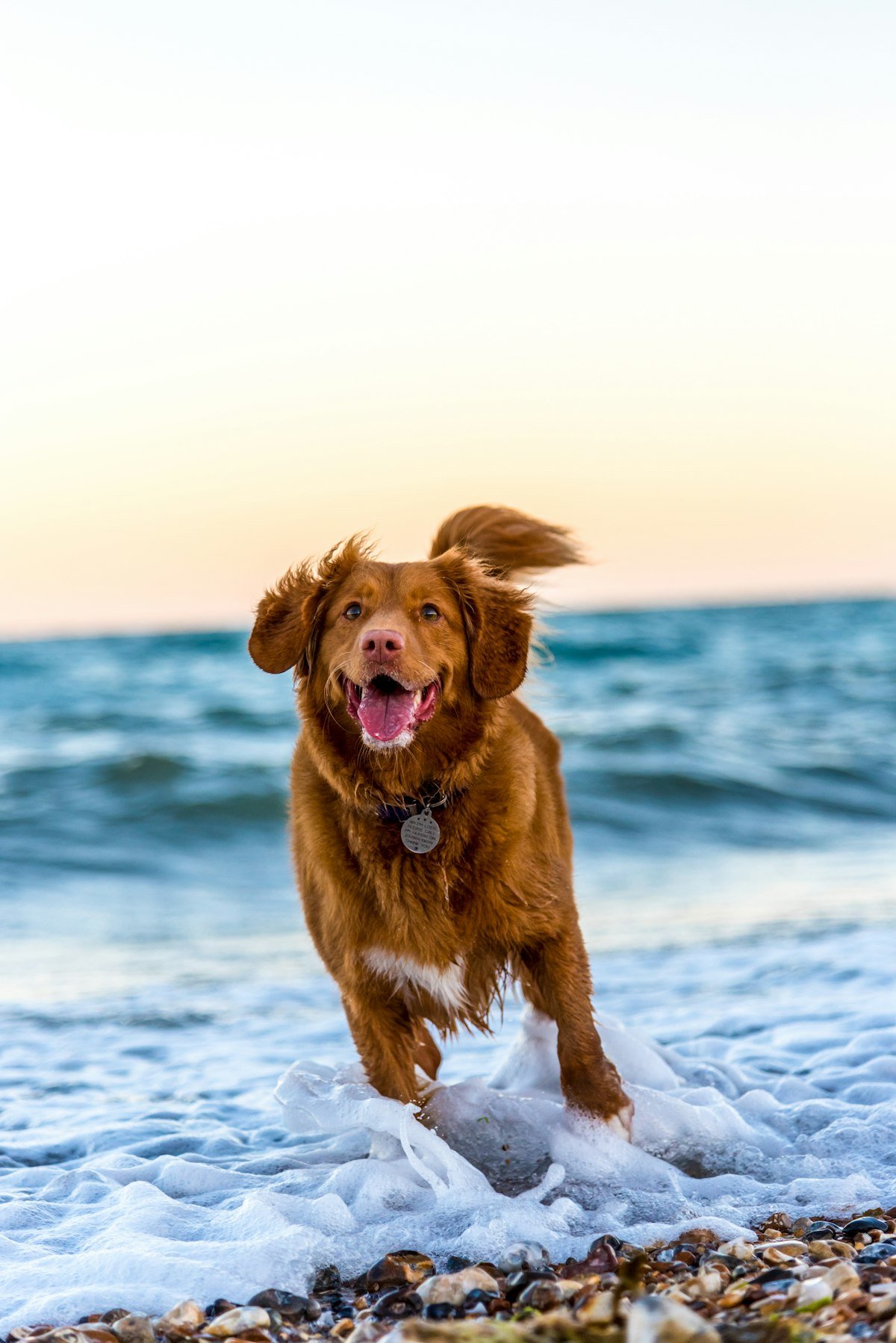 A dog waiting happily in the doorway of a sunlit home