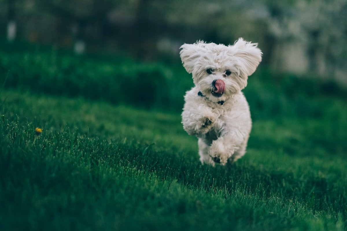 A friendly white dog enjoying the outdoors