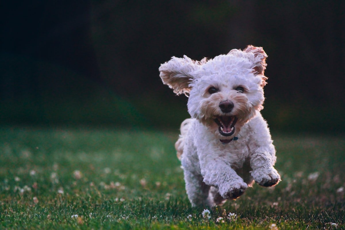 A bold portrait of a small dog against a dark backdrop
